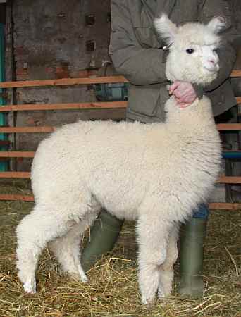 Cria-2009 alpaka
